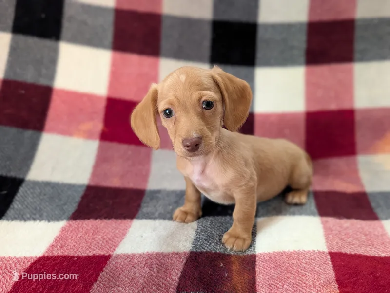 Bob – Miniature Dachshund puppy for sale in Deltona, FL
