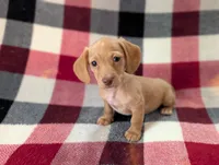 Bob, a female Miniature Dachshund for sale in Deltona, FL – 1 of 6