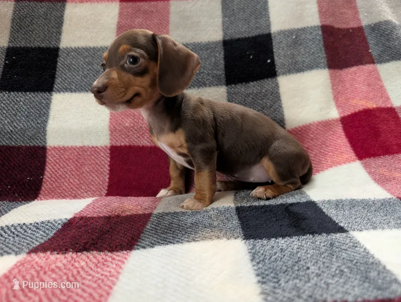 Mittens – Miniature Dachshund puppy for sale in Deltona, FL