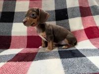 Mittens, a female Miniature Dachshund for sale in Deltona, FL – 1 of 7