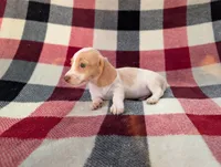 Chloe, a female Miniature Dachshund for sale in Deltona, FL – 3 of 5