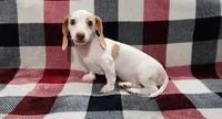 Snowflake, a female Miniature Dachshund for sale in Deltona, FL – 5 of 6