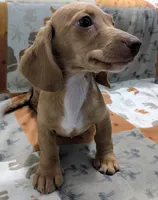 Stuart, a male Miniature Dachshund for sale in Deltona, FL – 2 of 5