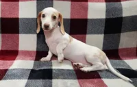 Snowflake, a female Miniature Dachshund for sale in Deltona, FL – 2 of 6