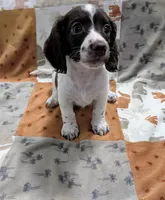Ozzy, a male Miniature Dachshund for sale in Deltona, FL – 5 of 9