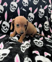 Maya, a female Miniature Dachshund for sale in Deltona, FL – 5 of 6