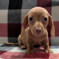 Jimmy, a male Miniature Dachshund for sale in Deltona, FL – 4 of 6