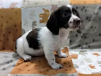 Ozzy, a male Miniature Dachshund for sale in Deltona, FL – 4 of 9