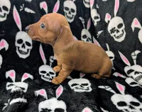 Maya, a female Miniature Dachshund for sale in Deltona, FL – 4 of 4