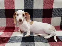 Snowflake, a female Miniature Dachshund for sale in Deltona, FL – 4 of 6