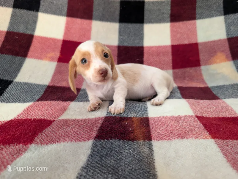 Chloe – Miniature Dachshund puppy for sale in Deltona, FL