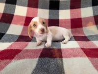 Chloe, a female Miniature Dachshund for sale in Deltona, FL – 1 of 5