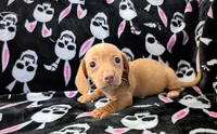 Jimmy, a male Miniature Dachshund for sale in Deltona, FL – 4 of 6