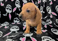 Eddie, a male Miniature Dachshund for sale in Deltona, FL – 5 of 6