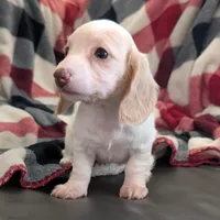 Sebastian, a male Miniature Dachshund for sale in Deltona, FL – Photo 5 of 10