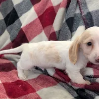 Sebastian, a male Miniature Dachshund for sale in Deltona, FL – Photo 3 of 10