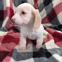 Sebastian, a male Miniature Dachshund for sale in Deltona, FL – Photo 8 of 10