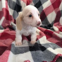 Sebastian, a male Miniature Dachshund for sale in Deltona, FL – Photo 7 of 10