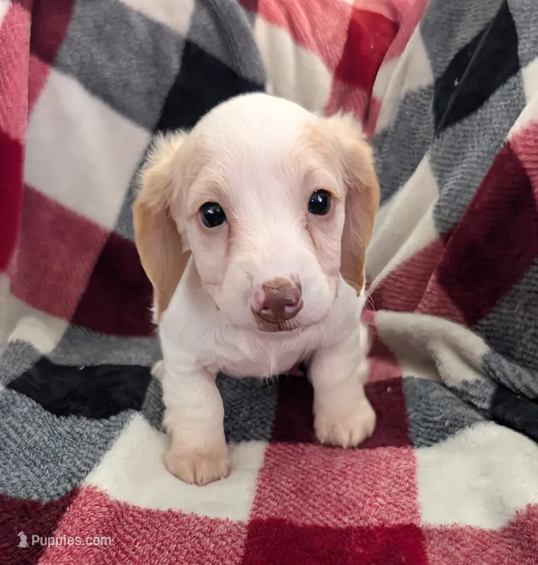 Sebastian – Miniature Dachshund puppy on hold in Deltona, FL