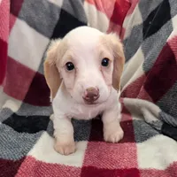 Sebastian, a male Miniature Dachshund for sale in Deltona, FL – Photo 1 of 10