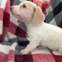 Sebastian, a male Miniature Dachshund for sale in Deltona, FL – Photo 2 of 10