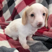 Sebastian, a male Miniature Dachshund for sale in Deltona, FL – Photo 4 of 10