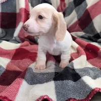 Sebastian, a male Miniature Dachshund for sale in Deltona, FL – Photo 6 of 10