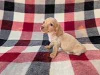 Stuart , a male Miniature Dachshund for sale in Deltona, FL – 4 of 4