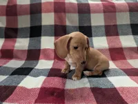 Caramel, a female Miniature Dachshund for sale in Deltona, FL – 5 of 5