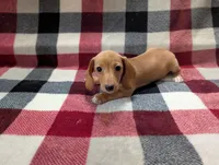 Caramel, a female Miniature Dachshund for sale in Deltona, FL – 2 of 5