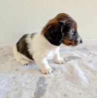 Sammy, a male Miniature Dachshund for sale in Deltona, FL – Photo 7 of 10