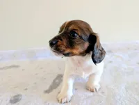 Sammy, a male Miniature Dachshund for sale in Deltona, FL – Photo 8 of 10