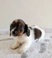 Sammy, a male Miniature Dachshund for sale in Deltona, FL – Photo 6 of 10