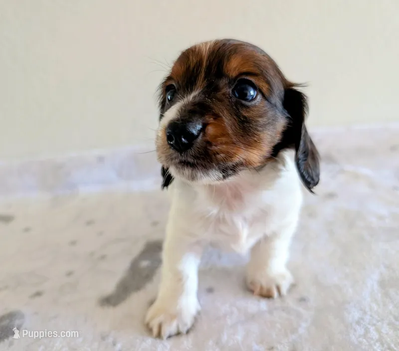 Sammy – Miniature Dachshund puppy for sale in Deltona, FL