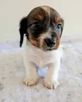 Sammy, a male Miniature Dachshund for sale in Deltona, FL – Photo 5 of 10