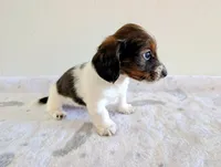 Sammy, a male Miniature Dachshund for sale in Deltona, FL – Photo 9 of 10