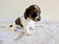 Sammy, a male Miniature Dachshund for sale in Deltona, FL – Photo 10 of 10