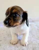 Sammy, a male Miniature Dachshund for sale in Deltona, FL – Photo 4 of 10