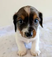 Sammy, a male Miniature Dachshund for sale in Deltona, FL – Photo 3 of 10