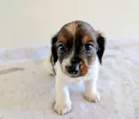 Sammy, a male Miniature Dachshund for sale in Deltona, FL – Photo 2 of 10