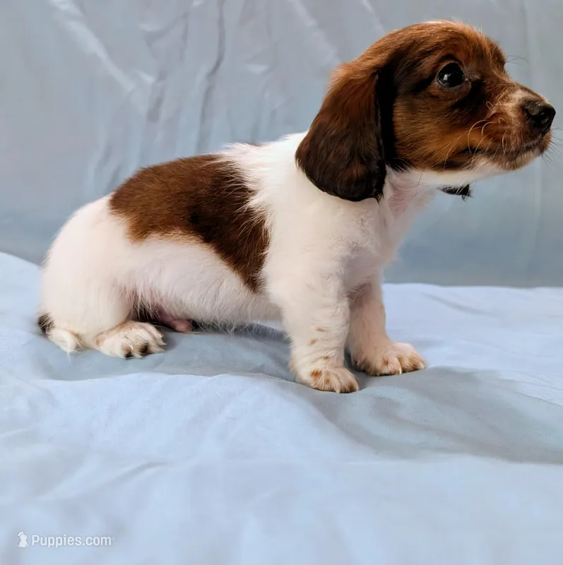 Sammy – Miniature Dachshund puppy for sale in Deltona, FL