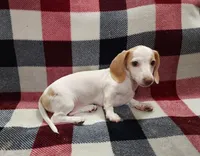 Snowflake, a female Miniature Dachshund for sale in Deltona, FL – 6 of 6