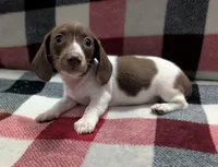 Muffin, a female Miniature Dachshund for sale in Deltona, FL – 3 of 6