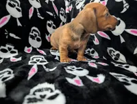 Grizzly , a male Miniature Dachshund for sale in Deltona, FL – 4 of 7