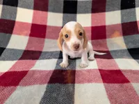 Chloe, a female Miniature Dachshund for sale in Deltona, FL – 4 of 5