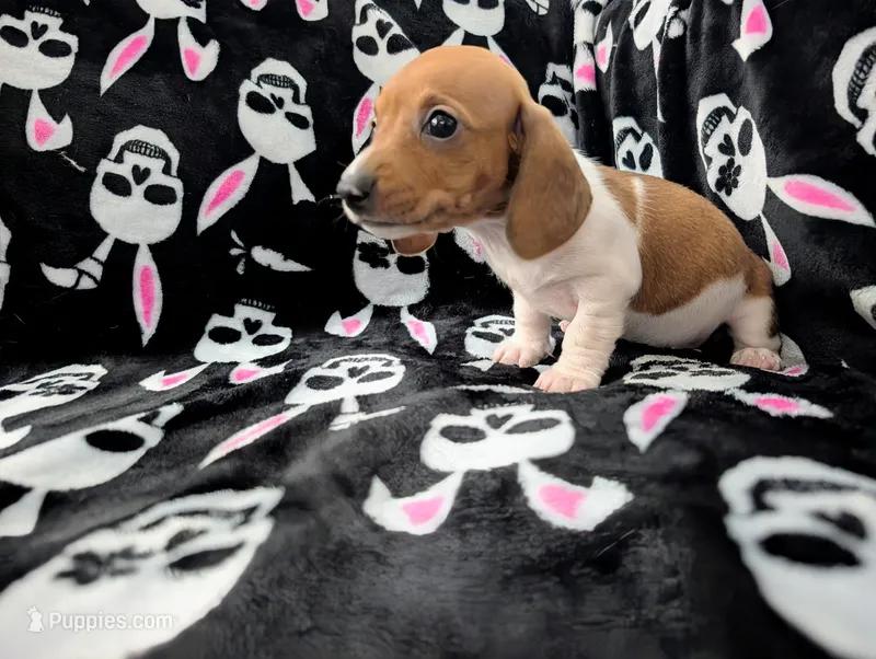 Keke – Miniature Dachshund puppy for sale in Deltona, FL