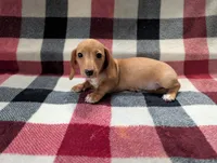 Caramel, a female Miniature Dachshund for sale in Deltona, FL – 3 of 5