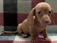 Jimmy, a male Miniature Dachshund for sale in Deltona, FL – 3 of 6