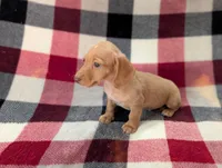 Bob, a female Miniature Dachshund for sale in Deltona, FL – 5 of 6