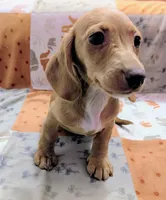 Stuart, a male Miniature Dachshund for sale in Deltona, FL – 3 of 5